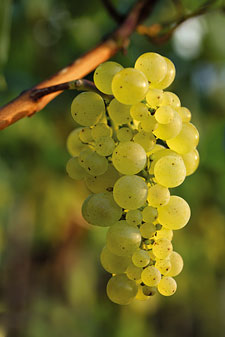 Riesling-Weinrebe